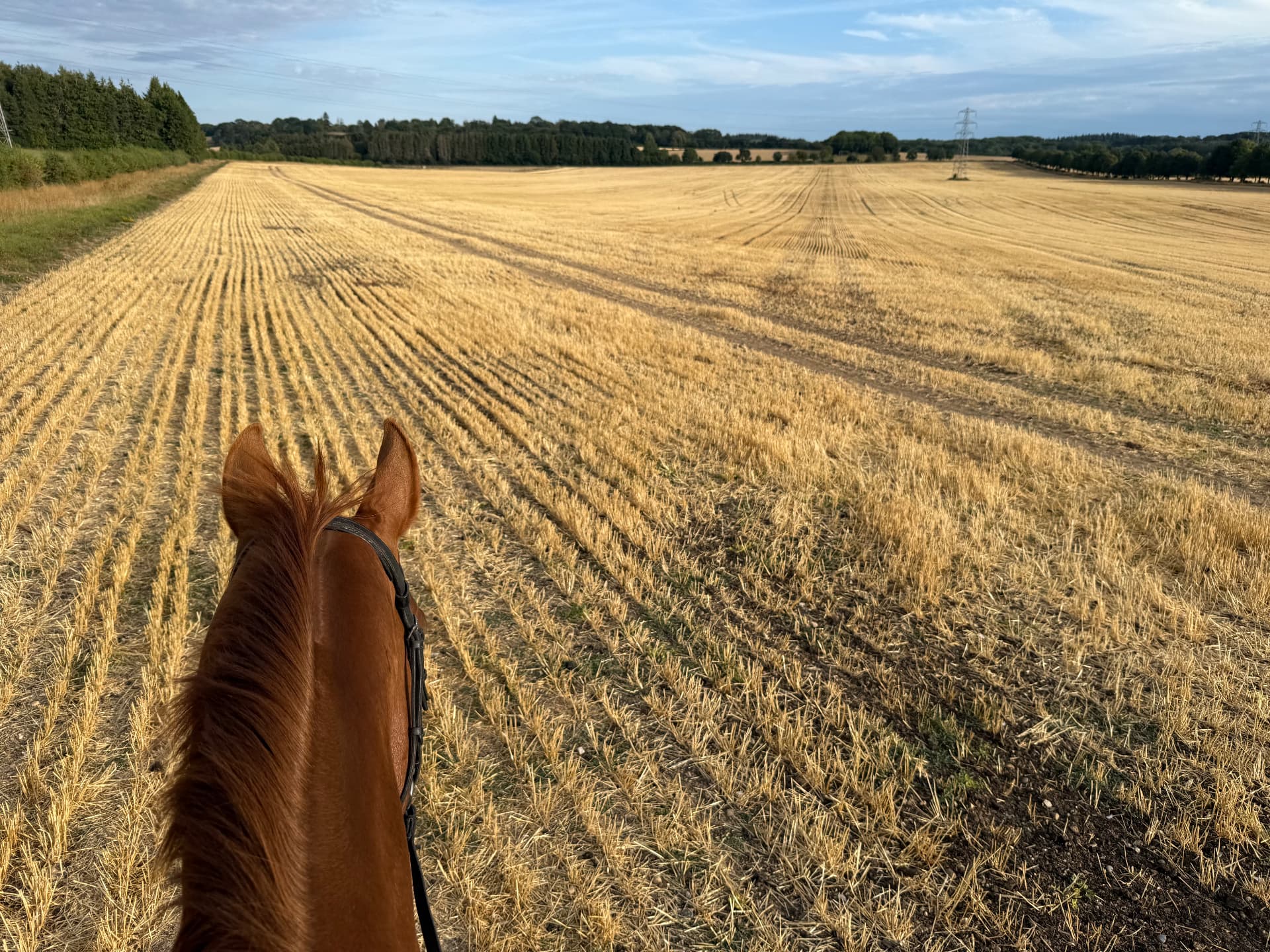 A horse carrying a rider out across golden harvested fields