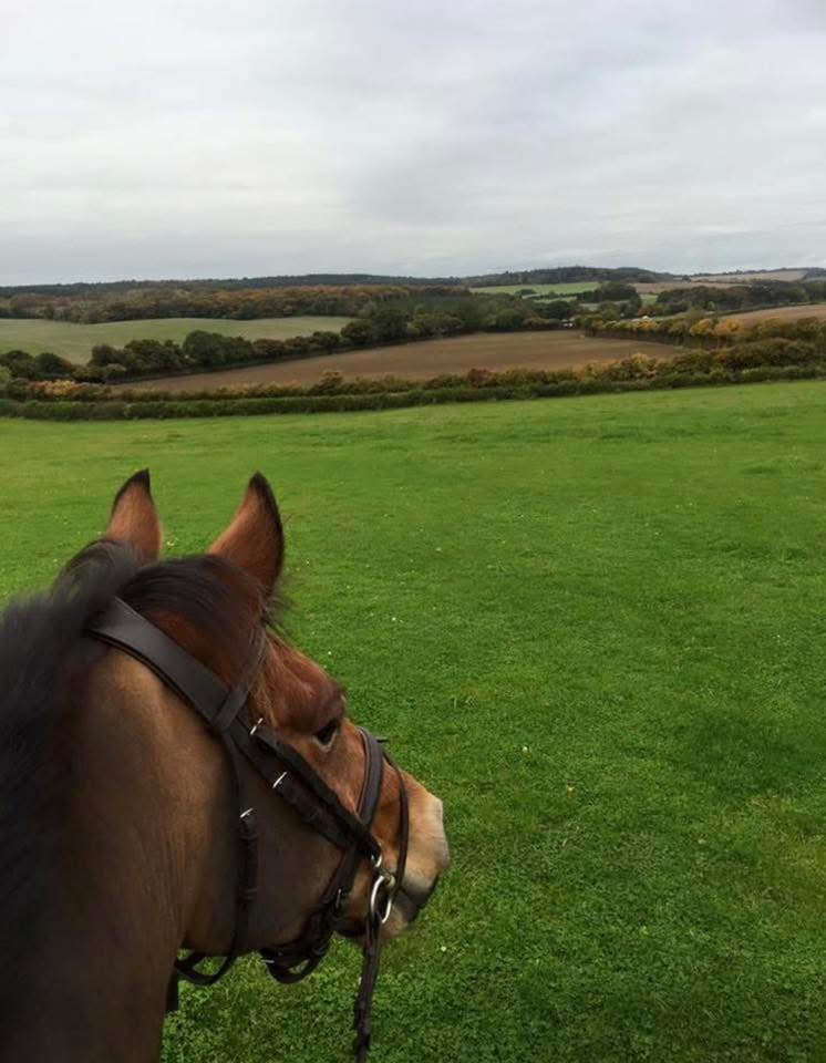 View from a rider looking out over green pasture at Manor Farm